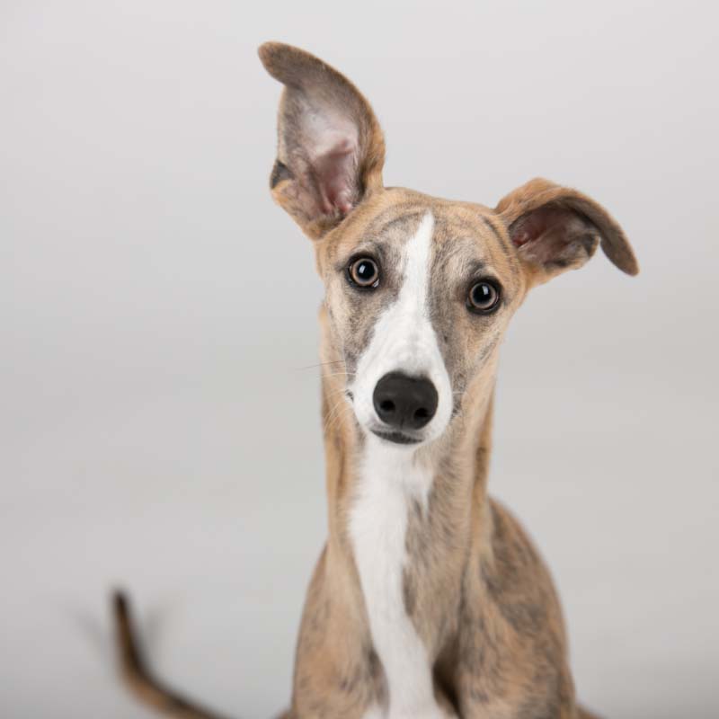 Sighthound photo