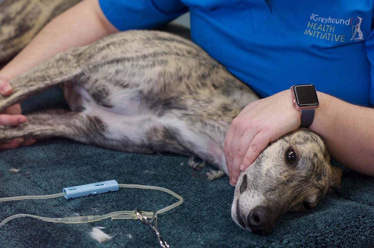 Blood transfusion on greyhound dog