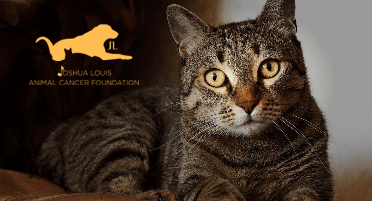 Joshua Louis Animal Cancer Foundation