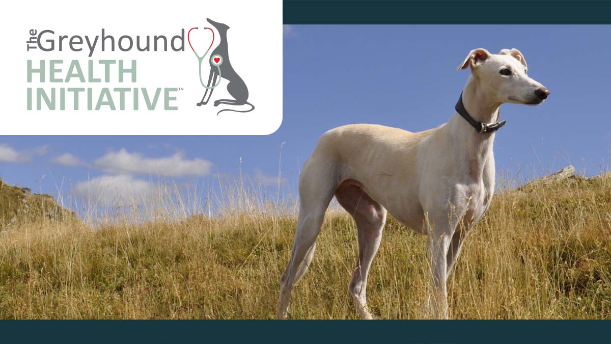 The Renin-Angiotensin-Aldosterone System in Greyhounds and Non ...