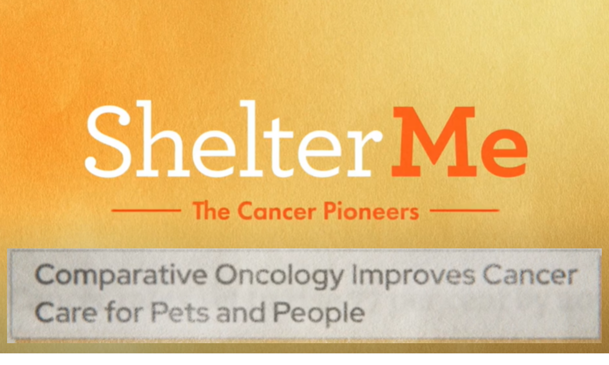 Shelter me pic website (1)