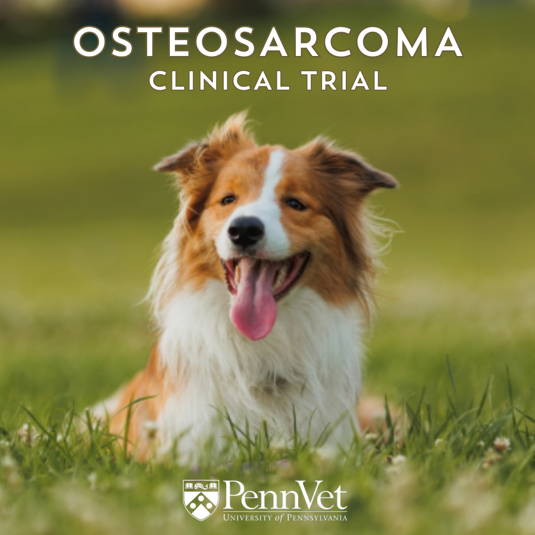 OSA clinical trial
